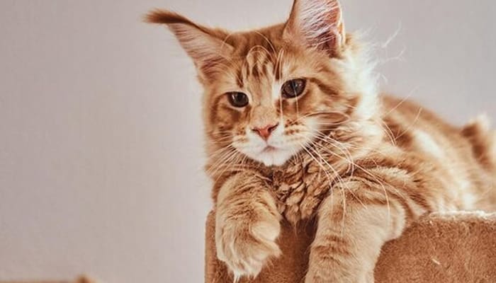 10 Pertanyaan Singkat tentang Kucing dan Jawabannya 1 Kucing